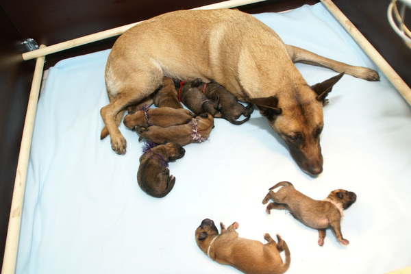 mechelse herder kennel van de Ravenhoeve