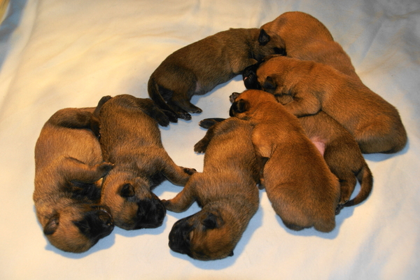 mechelse herder kennel van de Ravenhoeve