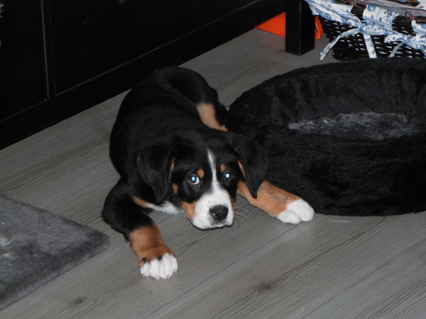 Grote Zwitserse Sennenhond