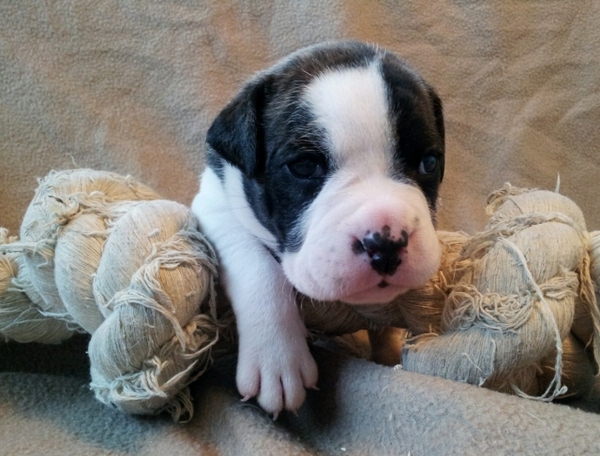 Earthquake x Thunderbull