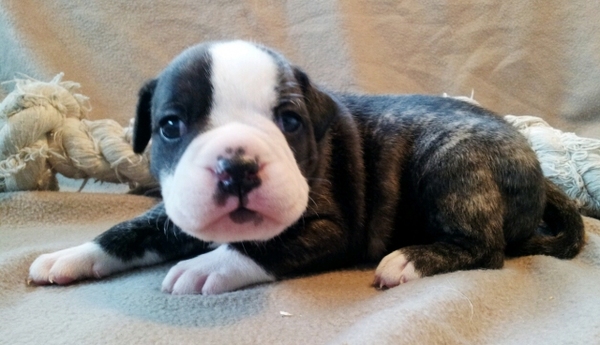 Earthquake x Thunderbull