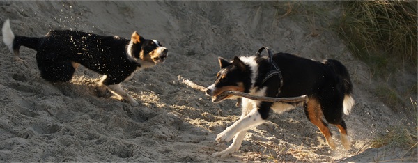 Schiermonnikoog 2011, Duke en Amy