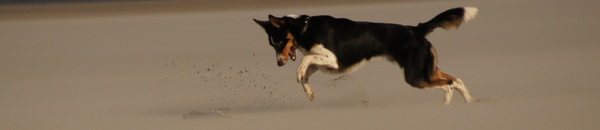 Schiermonnikoog 2011, Duke met een gevonden fles