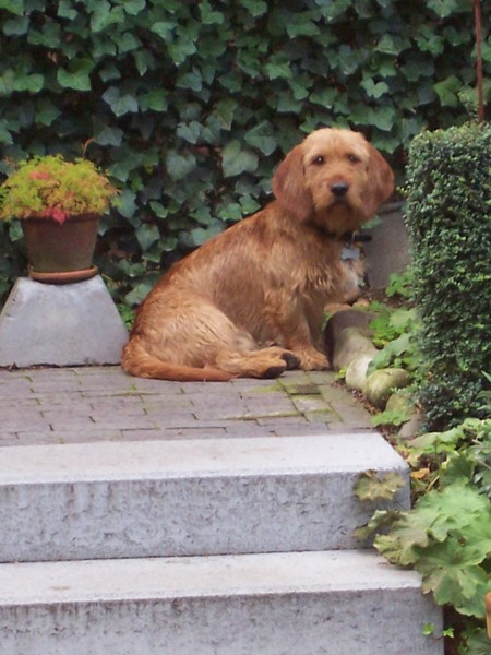 Basset Fauve de Bretagne