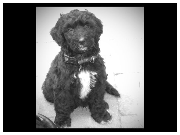 buddy in black and white 