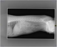 zwart/wit zonder bewerking