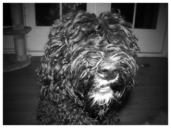 buddy met lang haar in zwart wit 