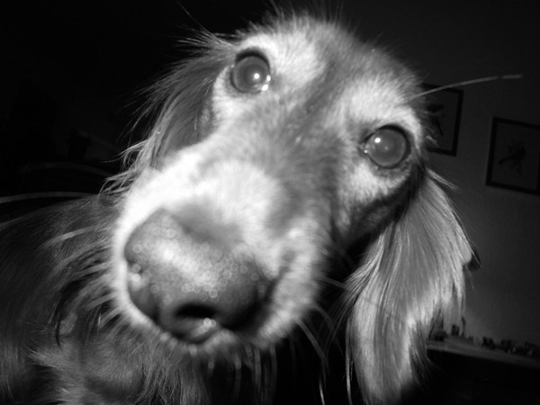 Yools alf (alien lifeform)