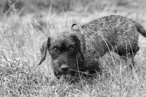 Sluipen door het gras