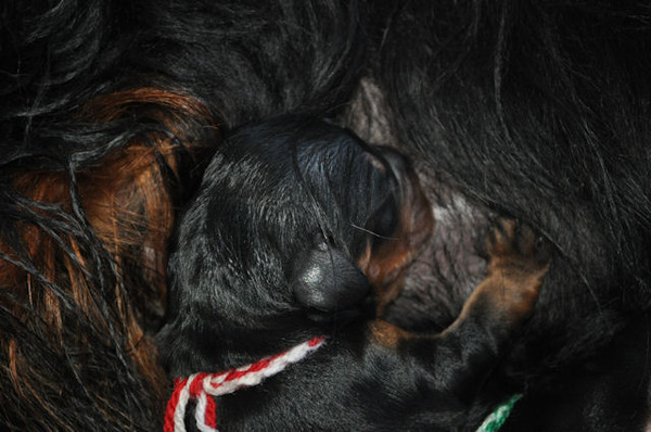 From the Noble Friends