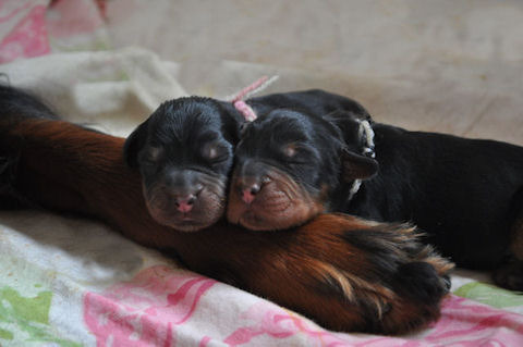 From the Noble Friends