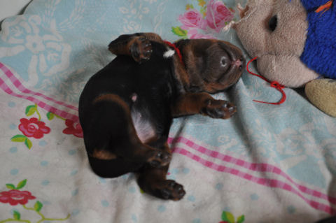 From the Noble Friends