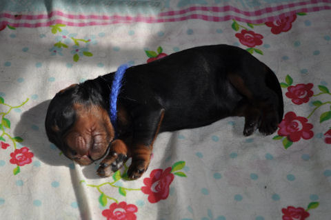 From the Noble Friends