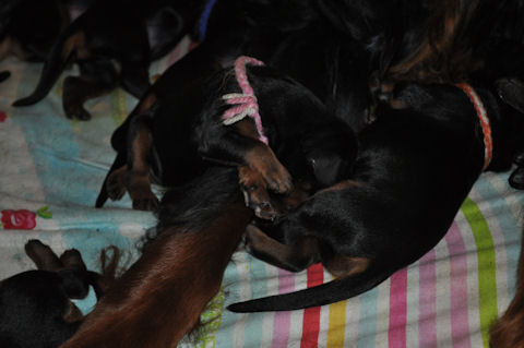 From the Noble Friends