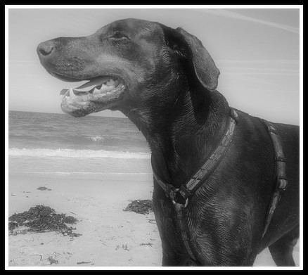 Graaf Dico van Zeelands Glorie