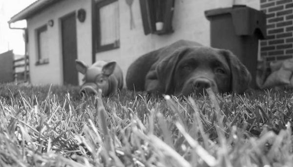 Kibo en meneer varken