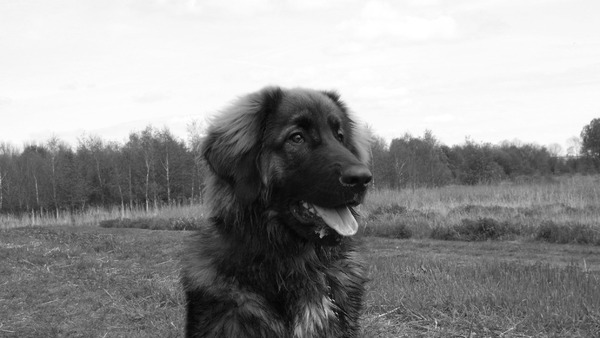 Ik hou zooveel van jouw! hij is zelfs mooi zonder kleur! :D