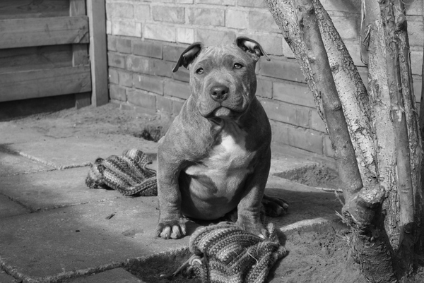 Mijn kanjer Boya (12weken oud)