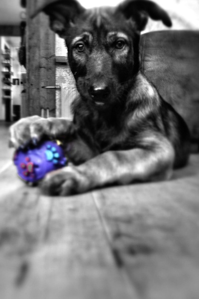 Mn lieve pupje Jazz toen 10 weekjes oud