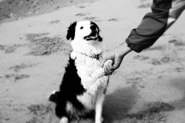 Man's best friend