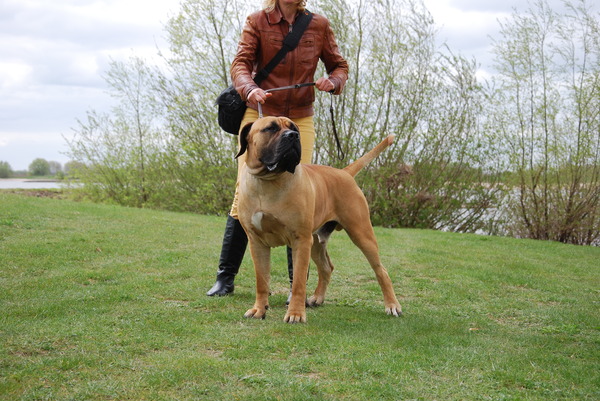 Boerboel