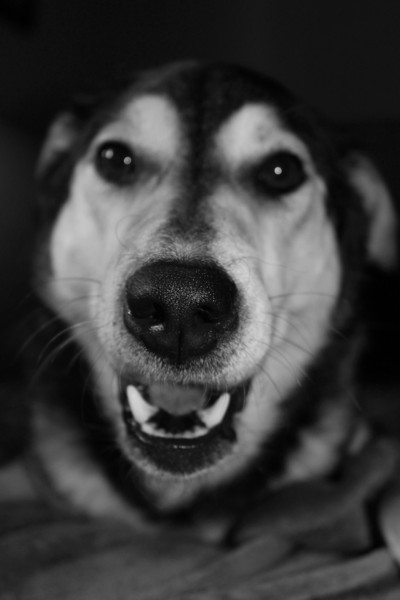 Linke Loetje