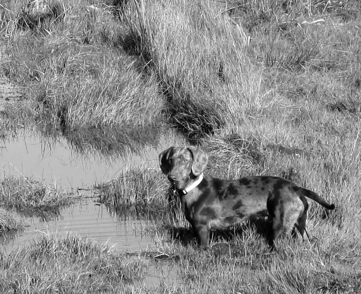 Teckel Gijs in zijn element