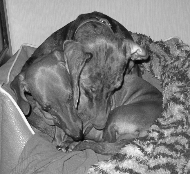 Lekker knus met Teckel Gijs zijn stief-zusje