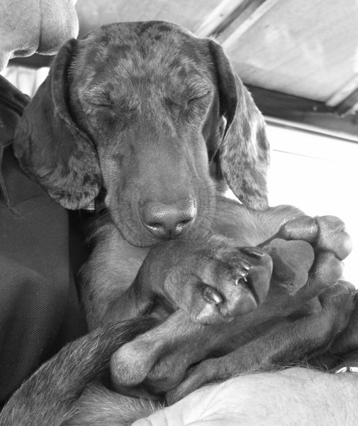 Wat ben ik moe geworden van dat varen .......