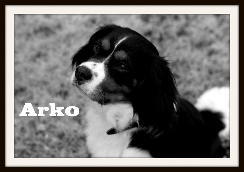 Arko