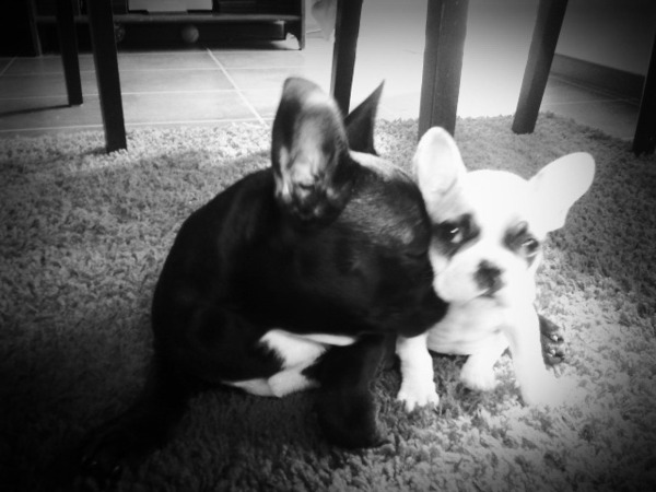 butch&bella