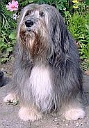 Polski Owczarek Nizinny