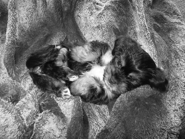 Bibi nu int zwart/wit