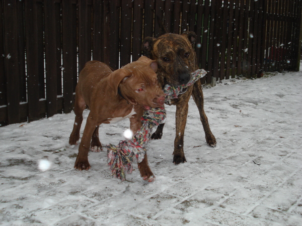 American Staffordshire Terrier