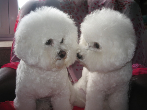 Bichon Frise