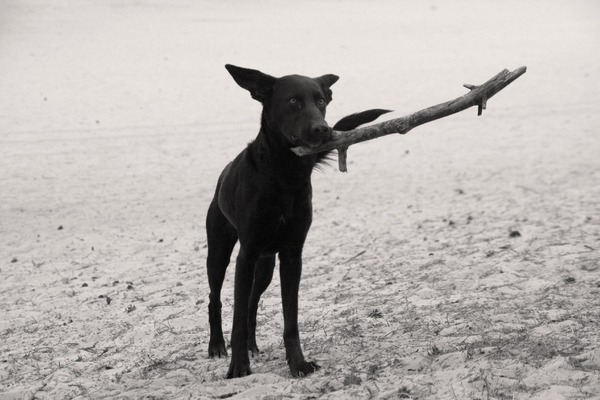 Klein maar berensterk