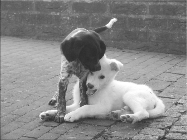 Pups in zwart/wit. 