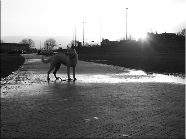 's ochtends in de haven