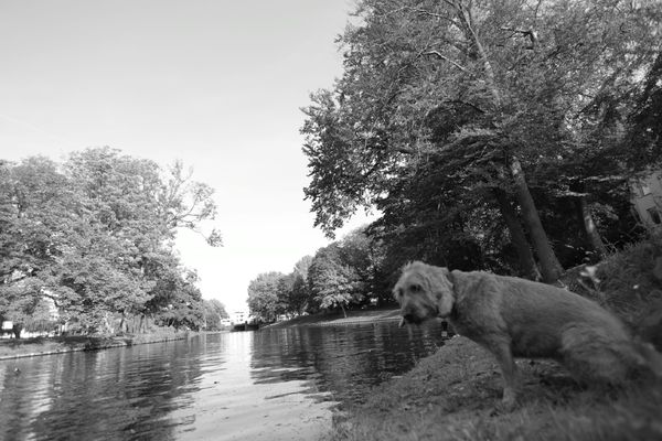 Lotje, hoofdrolspeler in videoclip van dierweg.nl