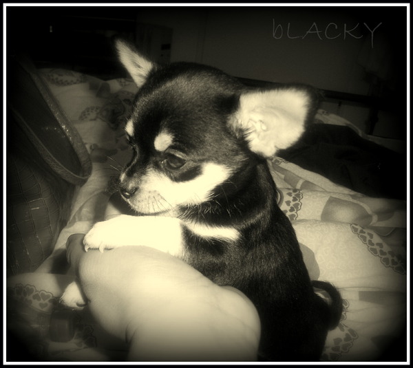 Blacky .. foto model !!