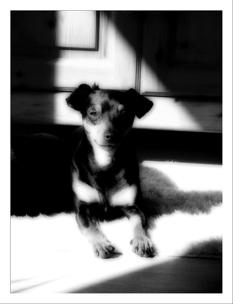 woody