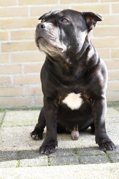 Staffordshire Bull Terrier