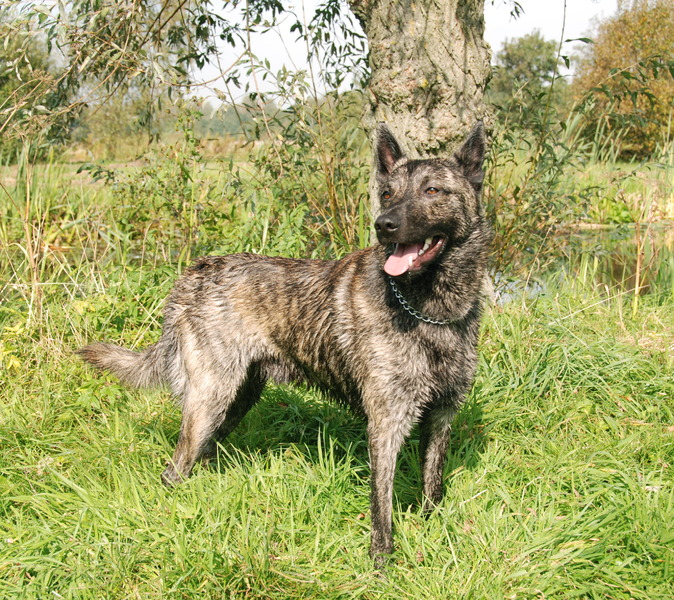 Hollandse Herdershond, korthaar