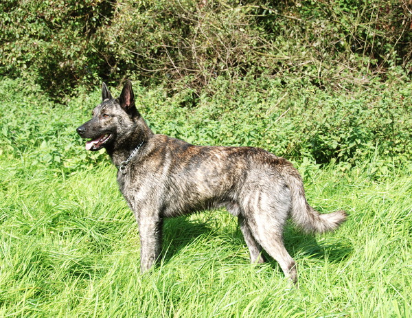 Hollandse Herdershond, korthaar