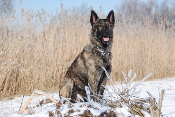 Hollandse Herdershond, korthaar