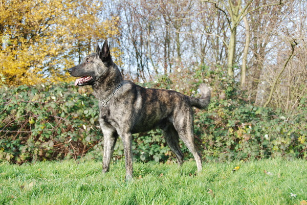 Hollandse Herdershond, korthaar