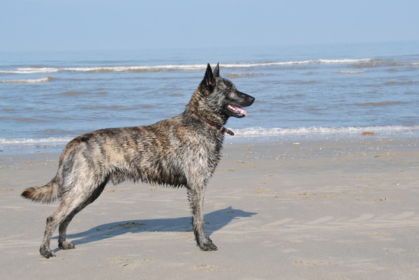 Hollandse Herdershond, korthaar