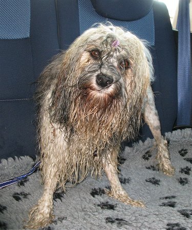 Na een wandeling, op weg naar huis