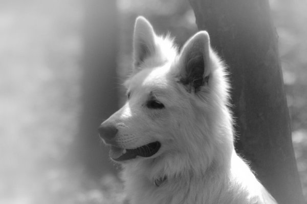 Zaros Keano Adorable White Pearl