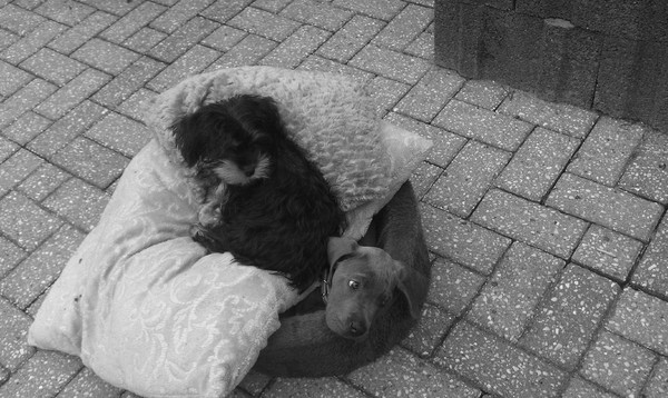 Bibi en Indy delen een bedje